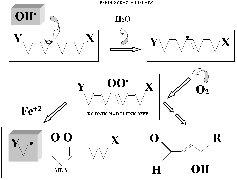 Biomol Med Peroksydacja Lipidow